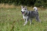 ALASKAN MALAMUTE 723